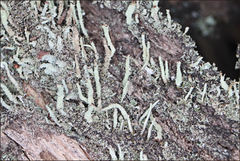 Cladonia ramulosa