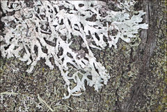 Hypogymnia subphysodes