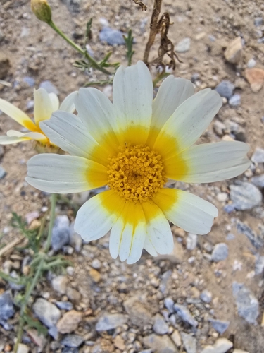 Garland Daisy