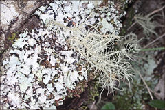 Usnea inermis