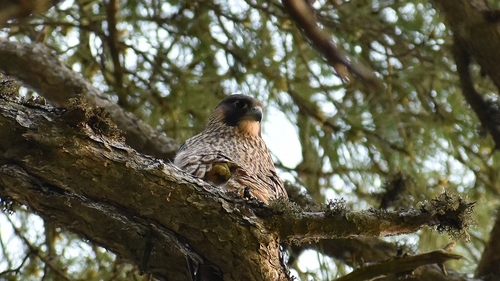 Peregrine Falcon