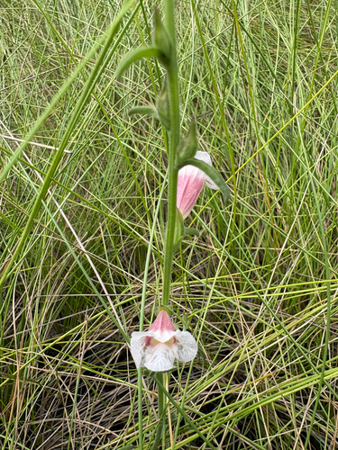 Centranthera hispida observed 2026-04-20