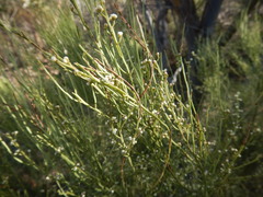 Choretrum glomeratum