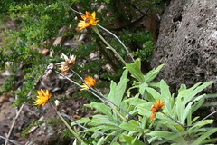 Xerochrysum frutescens