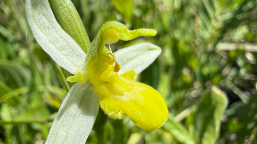 Ophrys apifera chlorantha