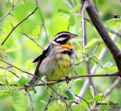 Emberiza flaviventris