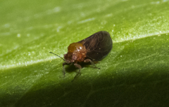 Pachypsylla celtidisgemma