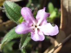 Aegonychon zollingeri