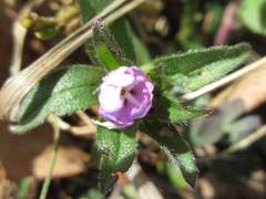 Aegonychon zollingeri