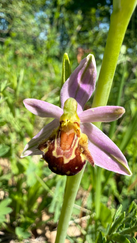 Ophrys apifera botteronii
