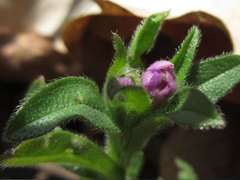 Aegonychon zollingeri