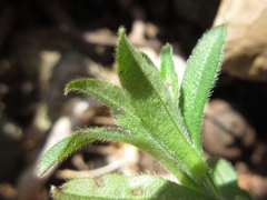 Aegonychon zollingeri