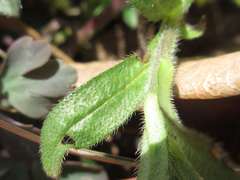 Aegonychon zollingeri