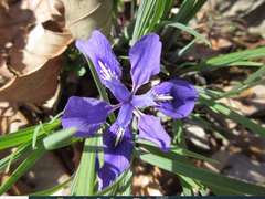 Iris rossii