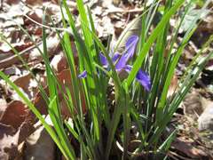 Iris rossii