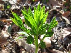 Dictamnus dasycarpus