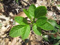 Dictamnus dasycarpus