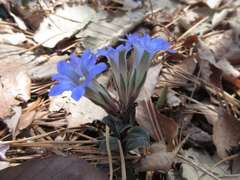 Gentiana zollingeri