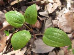 Smilax riparia