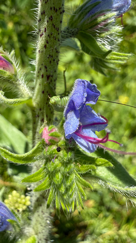 Viper's bugloss