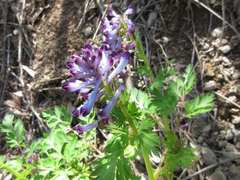 Corydalis incisa