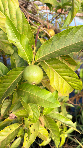 Alibertia edulis