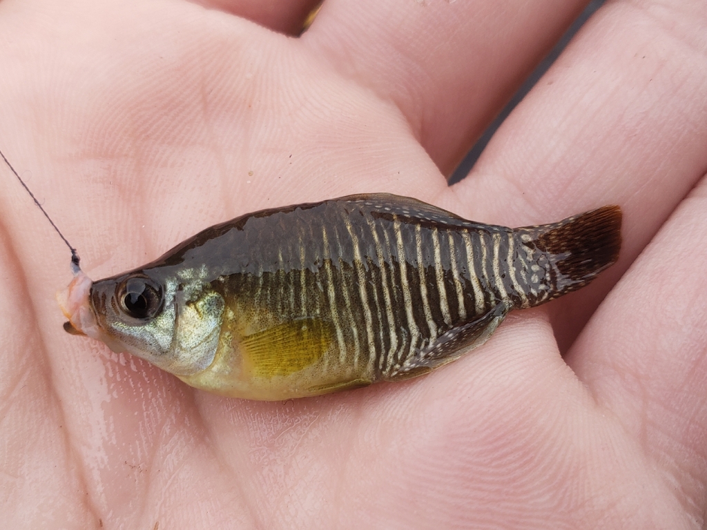 Diamant-killivis (Fundulus xenicus) — Fundulidae