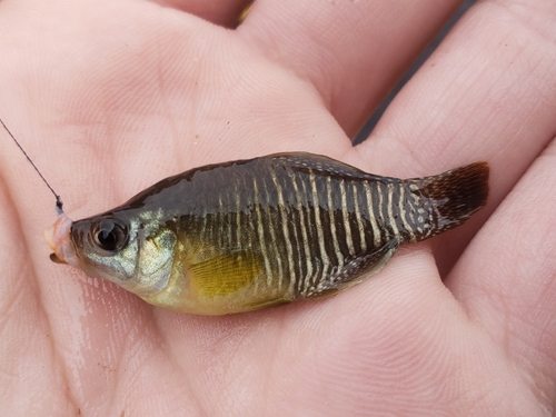 Diamond killifish (Fundulus xenicus) — Fundulidae