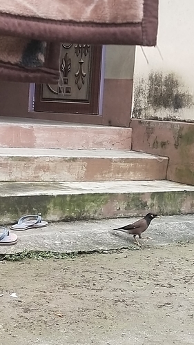 Common Myna
