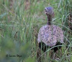 Eupodotis ruficrista
