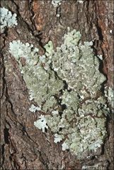 Austroparmelina conlabrosa