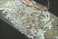 Austroparmelina pseudorelicina