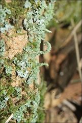 Cladonia rigida