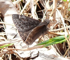 Erynnis juvenalis juvenalis