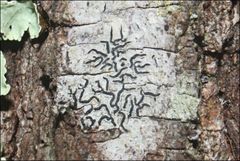 Halegrapha mucronata