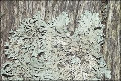 Hypogymnia subphysodes