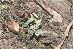 Cladonia rigida