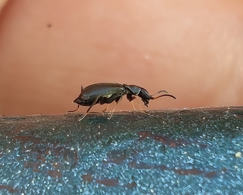 Charopus flavipes