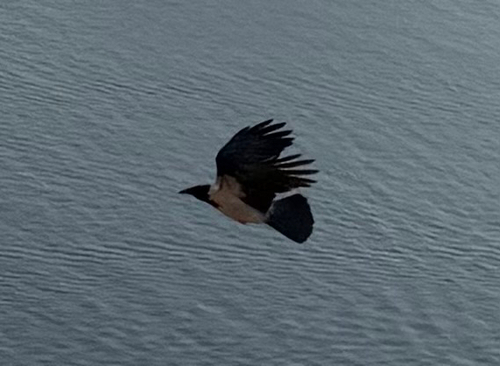 Hooded Crow