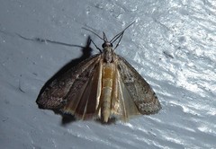 Orocrambus cyclopicus