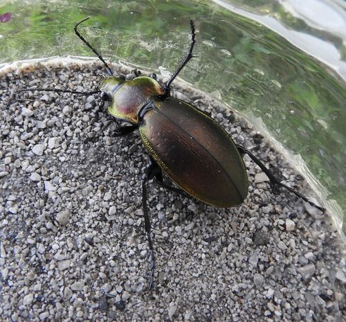 Carabus scheidleri