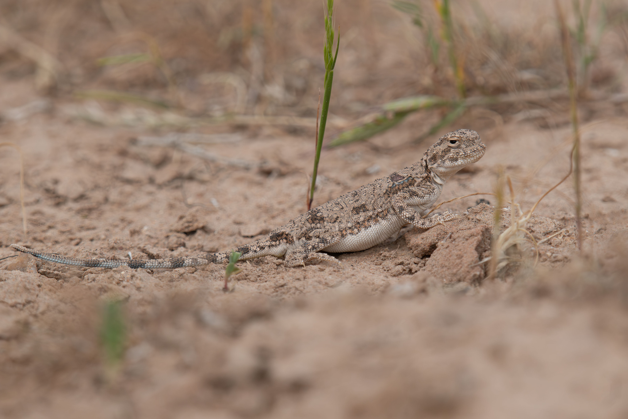 Trans-Caspian Toad-Headed Agama photo 3