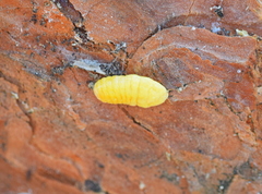 Marchalina hellenica