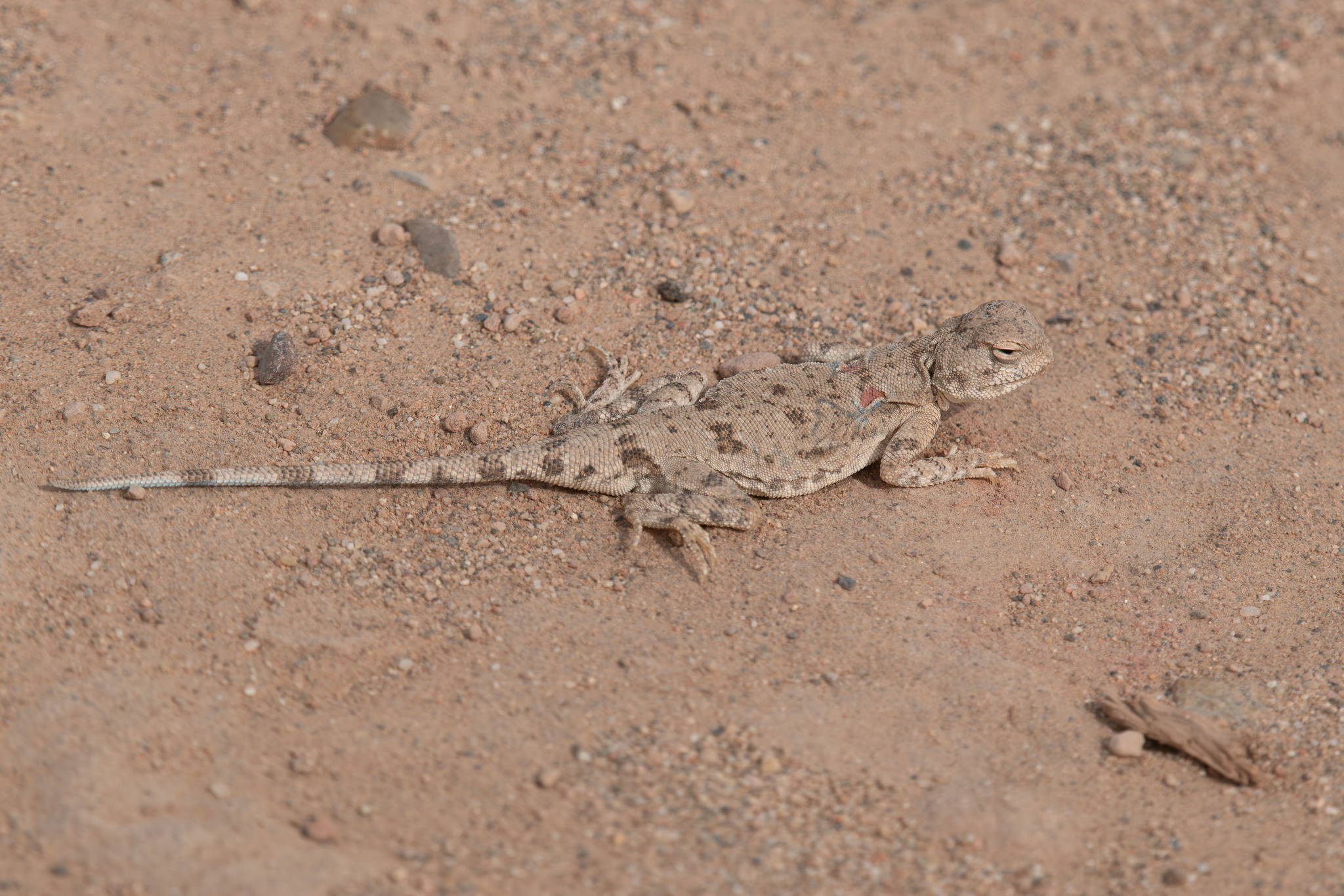 Trans-Caspian Toad-Headed Agama photo 2