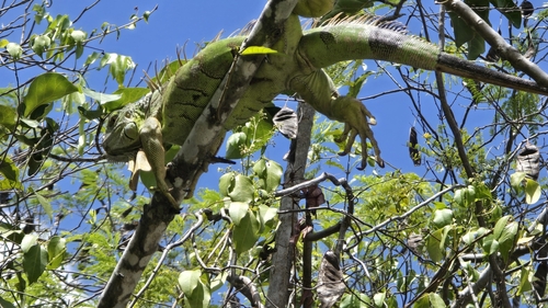 Green Iguana