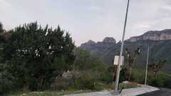 Juniperus saltillensis