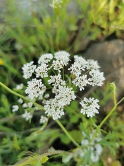 Pimpinella cretica
