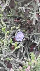Juniperus saltillensis