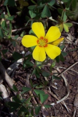 Oxalis macrantha