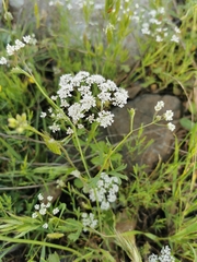Pimpinella cretica